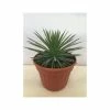 Agave Stricta Nana -Promesse de Fleurs Magasin 15133