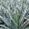 Agave Kerchovei -Promesse de Fleurs Magasin AGAVE kerchovei IF 18989 1