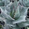 Agave Parrasana - Agave Chou -Promesse de Fleurs Magasin AGAVE parrasana IF 18990 1