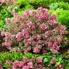 Abelia Magic Daydream 2 Abelia Magic Daydream -Promesse de Fleurs Magasin Abelia Magic Daydream 85048 1 1