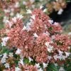 Abelia Raspberry Profusion -Promesse de Fleurs Magasin Abelia Raspberry Profusion IF copyright 16618 3