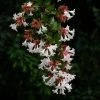 Abelia Grandiflora Semperflorens 1 Abelia Grandiflora Semperflorens -Promesse de Fleurs Magasin Abelia grandiflora Semperflorens 1000122 1 1