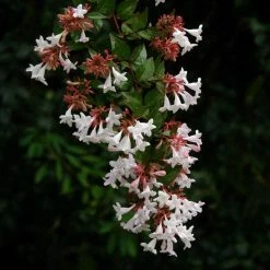 Abelia Grandiflora Semperflorens