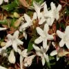 Abelia Grandiflora Sherwood -Promesse de Fleurs Magasin Abelia grandiflora Sherwood 1000132 1