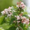Abelia Mosanensis Sweet Emotion 2 Abelia Mosanensis Sweet Emotion -Promesse de Fleurs Magasin Abelia mosanensis Sweet Emotion 87089 1