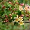 Abelia X Grandiflora Sunny Charm - Abélia à Grandes Fleurs. 2 Abelia X Grandiflora Sunny Charm - Abélia à Grandes Fleurs. -Promesse de Fleurs Magasin Abelia x grandiflora Sunny Charm MINDUO1 82321 1