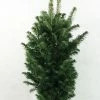 Abies Alba Pyramidalis - Sapin Blanc Nain -Promesse de Fleurs Magasin Abies alba Pyramidalis 606002 1