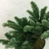 Abies Amabilis Spreading Star - Sapin Gracieux Nain -Promesse de Fleurs Magasin Abies amabilis Spreading Star 607002 1