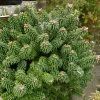 Sapin Nain - Abies Balsamea Piccolo -Promesse de Fleurs Magasin Abies balsamea Piccolo 0609002 1