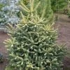 Sapin D'Espagne Doré - Abies Pinsapo Aurea 2 Sapin D'Espagne Doré - Abies Pinsapo Aurea -Promesse de Fleurs Magasin Abies pinsapo Aurea 89183 1