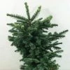 Sapin Noble - Abies Procera Bizarro -Promesse de Fleurs Magasin Abies procera Bizarro 616002 1