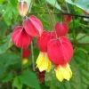 Abutilon Megapotamicum - Abutilon Du Grand Fleuve. -Promesse de Fleurs Magasin Abulilon megapotamicum 83213 1