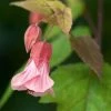 Abutilon Pink Charm 2 Abutilon Pink Charm -Promesse de Fleurs Magasin Abutilon Pink Charm V 18700 1
