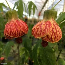Abutilon Striatum Redvein