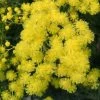 Mimosa - Acacia Dealbata -Promesse de Fleurs Magasin Acacia dealbata 84794 1