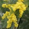 Acacia Dealbata Gaulois Astier GREFFE - Mimosa Des Fleuristes 2 Acacia Dealbata Gaulois Astier GREFFE - Mimosa Des Fleuristes -Promesse de Fleurs Magasin Acacia dealbata Gaulois Astier GREFFE 85885 1