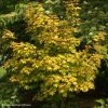 Erable Hybride - Acer X Orientalia Minorient 1 Erable Hybride - Acer X Orientalia Minorient -Promesse de Fleurs Magasin Acer X ORIENTALIA Minorient 83936 1