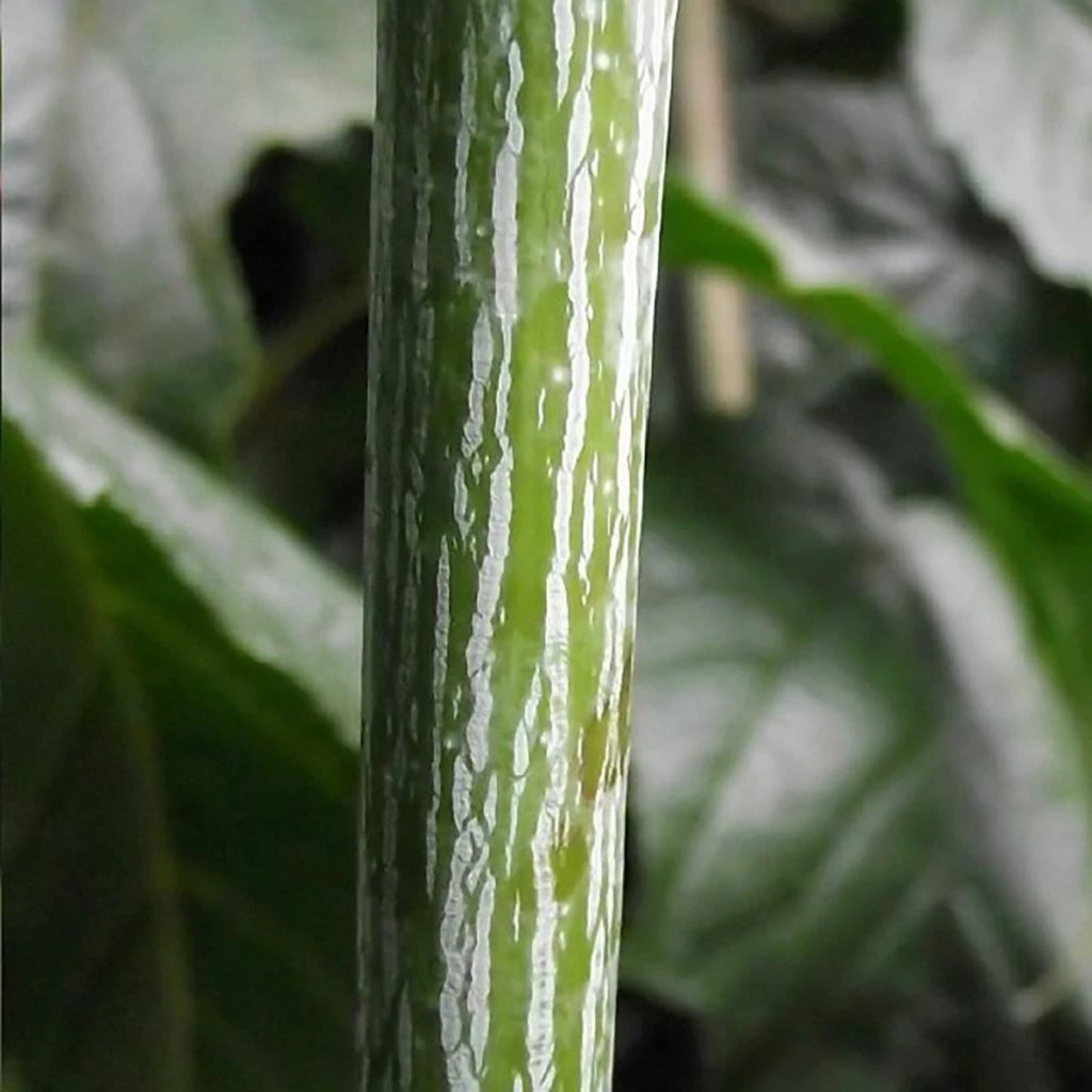 Acer Conspicuum Silver Vein - Erable à Peau De Serpent 3 Acer Conspicuum Silver Vein - Erable à Peau De Serpent