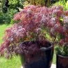 Erable Du Japon - Acer Palmatum Inaba-Shidare -Promesse de Fleurs Magasin Acer palmatum Inaba 83920 1