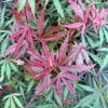 Érable Du Japon Jerre Schwartz - Acer Palmatum -Promesse de Fleurs Magasin Acer palmatum Jarre Schwartz 89581 1