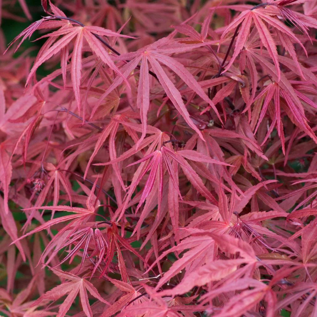 Erable Du Japon - Acer Palmatum Red Pygmy 3 Erable Du Japon - Acer Palmatum Red Pygmy