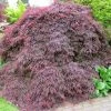 Acer Palmatum Dissectum Atropurpureum - Érable Du Japon 1 Acer Palmatum Dissectum Atropurpureum - Érable Du Japon -Promesse de Fleurs Magasin Acer palmatum dissectum Atropurpureum 87965 1