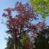 Acer Platanoides Royal Red - Érable Plane -Promesse de Fleurs Magasin Acer pseudoplatanus Royal Red 87178 1