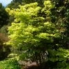 Érable Du Japon - Acer Shirasawanum Aureum -Promesse de Fleurs Magasin Acer shirasawanum Aureum ld wlcutler 781553 1