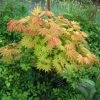 Érable Du Japon - Acer Shirasawanum Autumn Moon -Promesse de Fleurs Magasin Acer shirasawanum Autumn moon 83917 1