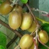 Kiwi Hayward (femelle) - Actinidia Deliciosa 2 Kiwi Hayward (femelle) - Actinidia Deliciosa -Promesse de Fleurs Magasin Actinidia Deliciosa Hayward femelle 781291 1