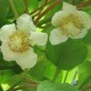 Kiwi Tomuri (mâle) - Actinidia Deliciosa -Promesse de Fleurs Magasin Actinidia deliciosa Tomuri 80722 FL