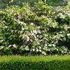 Actinidia Kolomikta Adam - Kiwi D'ornement Mâle 1 Actinidia Kolomikta Adam - Kiwi D'ornement Mâle -Promesse de Fleurs Magasin Actinidia kolomikta Adam 88515 1