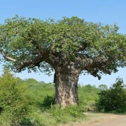 Adansonia Digitata - Baobab Africain