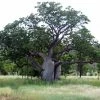 Adansonia Gregorii - Petit Baobab Australien -Promesse de Fleurs Magasin Adansonia gregorii 89878 1