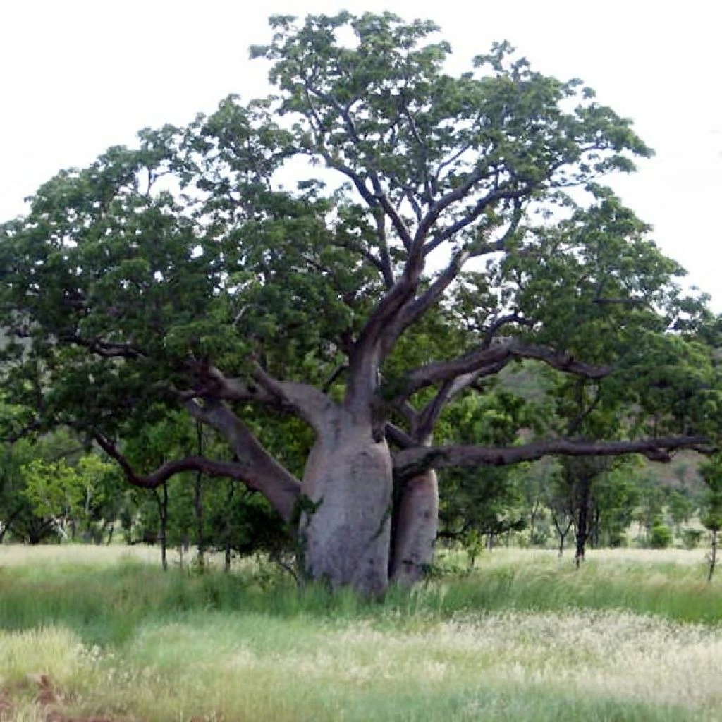 Adansonia Gregorii - Petit Baobab Australien 3 Adansonia Gregorii - Petit Baobab Australien