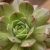 Aeonium Occidentale -Promesse de Fleurs Magasin Aeonium occidentale V 18020 1