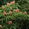 Aesculus Pavia Koehnei - Marronnier D'ornement -Promesse de Fleurs Magasin Aesculus pavia Koehnei 83939 1