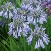 Agapanthe Celebration - Agapanthus 1 Agapanthe Celebration - Agapanthus -Promesse de Fleurs Magasin Agapanthus Celebration 15046 1