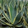 Agave Americana Variegata - Agave D'Amérique -Promesse de Fleurs Magasin Agave americana Variegata 83219 1