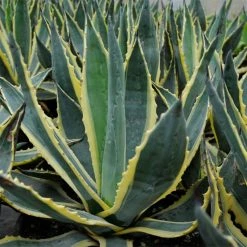 Agave Americana Variegata - Agave D'Amérique