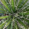 Agave Filifera -Promesse de Fleurs Magasin Agave filifera copyright 832202 1