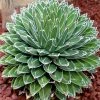 Agave Victoriae Reginae - Agave De La Reine Victoria -Promesse de Fleurs Magasin Agave victoriae reginae 83232 1
