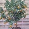 Calamondin - Citrus Madurensis (mitis) -Promesse de Fleurs Magasin Agrume Calamondin 79065 1