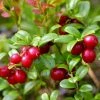 Airelle Rouge Red Pearl - Vaccinium Vitis-idaea 2 Airelle Rouge Red Pearl - Vaccinium Vitis-idaea -Promesse de Fleurs Magasin Airelle rouge Red Pearl Vaccinium vitis idaea copyright 1010511 1