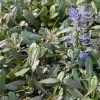 Ajuga Noble Nightingale - Bugle Rampante -Promesse de Fleurs Magasin Ajuga Noble Nighlingale IF 17604 1