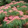 Albizia Julibrissin Ombrella - Arbre à Soie -Promesse de Fleurs Magasin Albizia julibrissin Ombrella ld wlcutler 781540 1