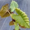 Alocasia Mayan Mask - Oreille D'éléphant -Promesse de Fleurs Magasin Alocasia Mayan mask 83233 1