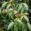 Amandier Nain Autofertile Fruit Me Almond Me - Prunus Dulcis 2 Amandier Nain Autofertile Fruit Me Almond Me - Prunus Dulcis -Promesse de Fleurs Magasin Amandier nain autofertile Fruit me Almond me Prunus dulcis copyright 16221 1