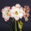 Amaryllis Amadeus Candy - Hippeastrum -Promesse de Fleurs Magasin Amaryllis Amadeus Candy Hippeastrum 15922 1
