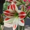 Amaryllis Ambiance* -Promesse de Fleurs Magasin Amaryllis Ambiance 56970 1